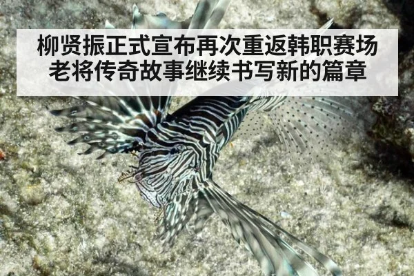 柳贤振正式宣布再次重返韩职赛场老将传奇故事继续书写新的篇章